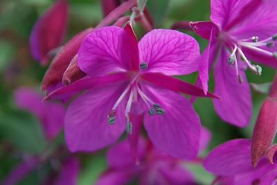 Flore du Groenland
