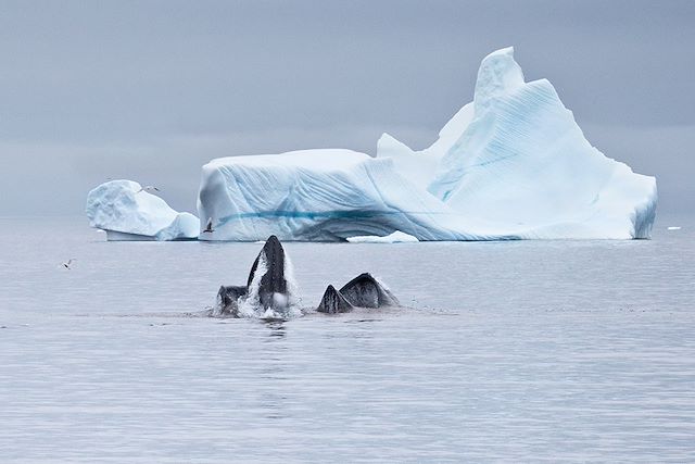 Voyage La baie de Disko