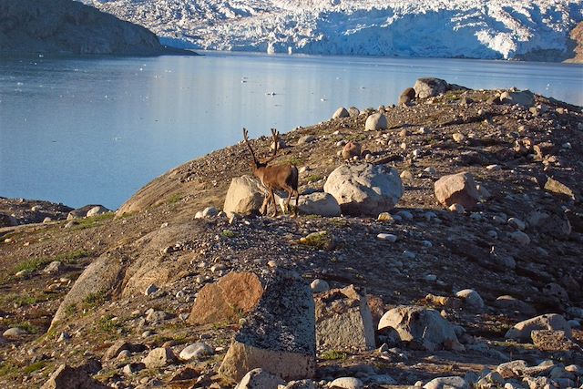 Voyage Groenland sud, la terre des contrastes