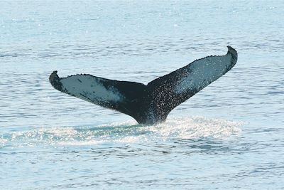 Observation de baleine - Groenland