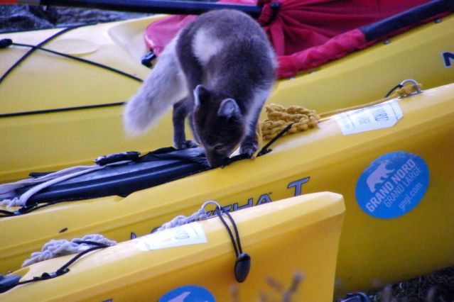 Image Raid en kayak au royaume des glaces