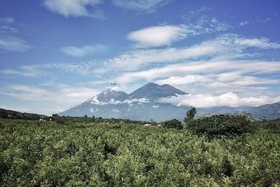 Plantation de café - Guatemala