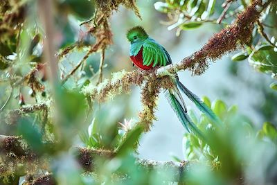 Quetzal - Guatemala
