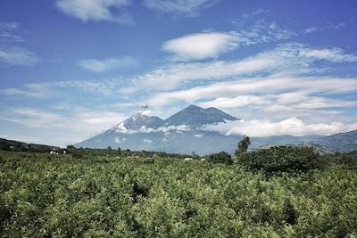 © kirstyokeeffe / iStock - Plantation de café - Guatemala Plantation de café - Guatemala