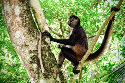 © Ferran / Adobe Stock - Singe - Tikal - Guatemala Singe - Tikal - Guatemala