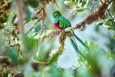 © petrsalinger / Adobe Stock - Quetzal - Guatemala Quetzal - Guatemala