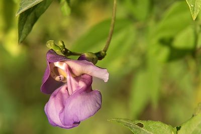 Flore - Guatemala