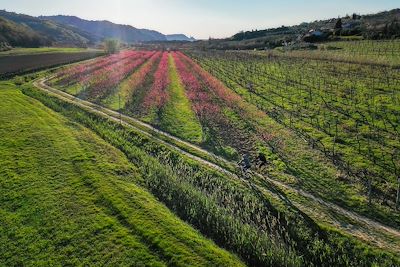 Vignoble - Istrie  - Slovénie