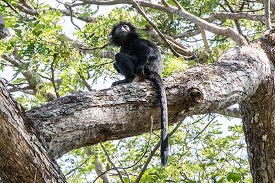 Singe noir dans le Parc de Bali Barat - Pemuteran - Bali - Indonésie