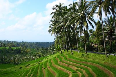 Belimbing - Bali