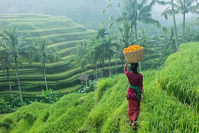 Rizière - Ubud - Bali - Indonésie