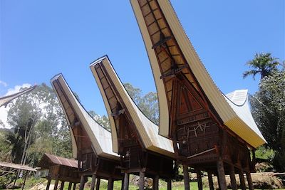 Maisons typiques Toraja - Indonésie