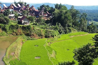 Village et rizières du pays toraja - Indonésie 