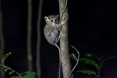 Tarsier à la Réserve naturelle de Tangkoko Batuangus - Sulawesi - Indonésie