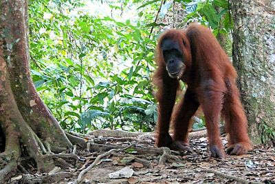 Jungle trek - Bukit Lawang - Sumatra - Grandes îles de la Sonde - Indonésie