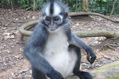 Voyage Sumatra, du Parc du Gunung Leuser au Lac Toba  1