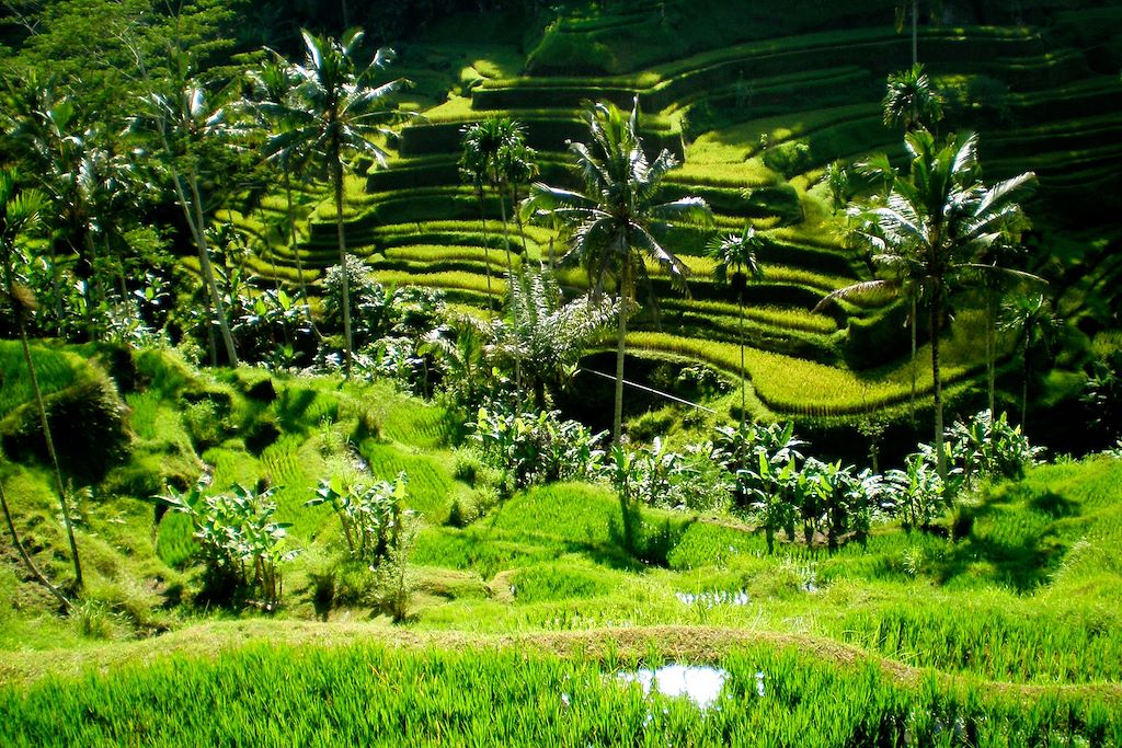 Voyage Yoga et randonnées à Bali 1