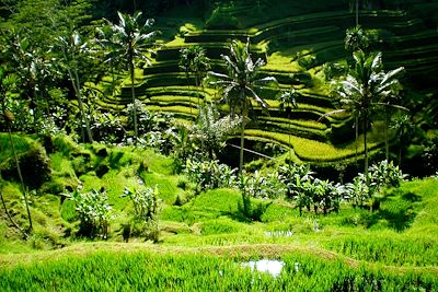 Voyage Yoga et randonnées à Bali 1