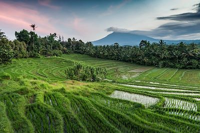 Rizière - Bali - Indonésie
