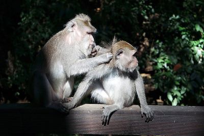 © Emilie Curt - Forêt des singes - Ubud - Indonésie Forêt des singes - Ubud - Indonésie