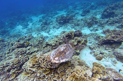 © Mathilde Salmon - Snorkeling - Pemuteran - Bali - Indonésie Snorkeling - Pemuteran - Bali - Indonésie