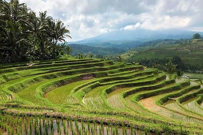 © Joel Le Coz - Rizières - Bali - Indonésie Rizières - Bali - Indonésie