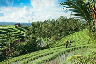Voyage Des volcans de Java aux rizières de Bali 3
