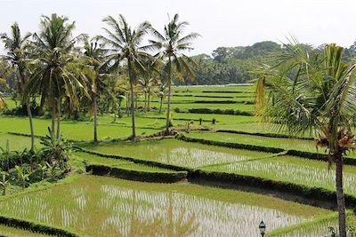 Rizières d'Ubud - Bali - Indonésie