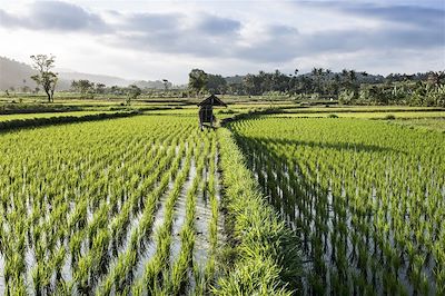 Voyage Rizières de Bali et Nusa Penida 1