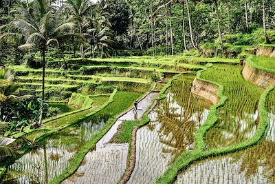 Rizière - Pura Gunung Kawi - Bali - Indonésie