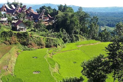 Balade sulawesienne
