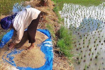 Travail dans les rizières - Indonésie 