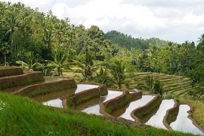 Rizières - Bilimbing - Bali - Indonésie