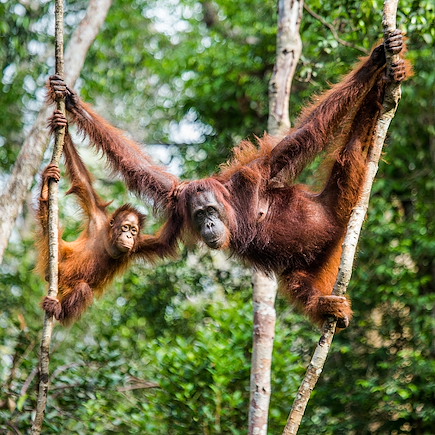 Observation animalière Indonésie Sumatra