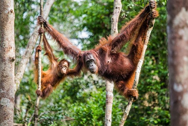 Voyage Aventure à Sumatra : orangs-outans et traditions