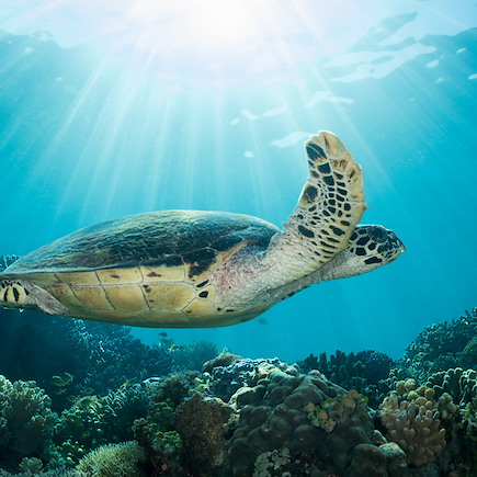 Découverte Indonésie Bali