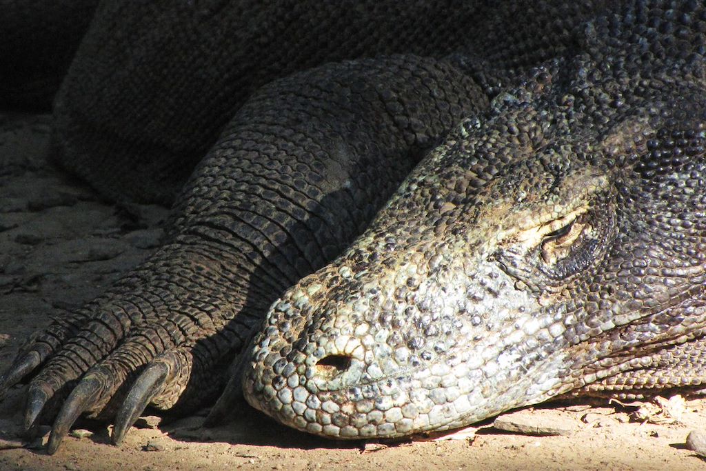 Image Randonnée Flores - Croisière Komodo - Volcan Kelimutu - villages Bajawa