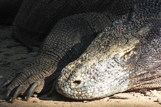 Komodo : Grande traversée de l'Indonésie Voyage Grande traversée de l'Indonésie