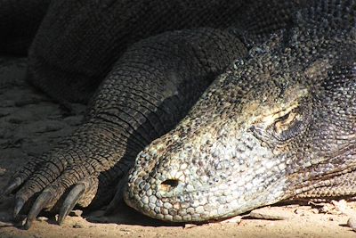 © Cédric Aincy - Dragon de Komodo - Indonésie Dragon de Komodo - Indonésie