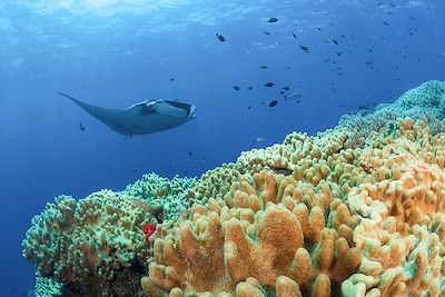 © TONY MYSHLYAEV / Stocksy - Raie manta - Raja Ampat - Indonésie Raie manta - Raja Ampat - Indonésie