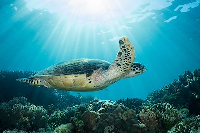 © Michael Zeigler / Getty Images - Tortue de mer - Indonésie Tortue de mer - Indonésie
