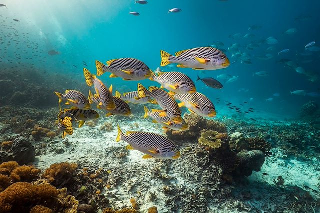 Plongée : Un été aux Raja Ampat Voyage Un été aux Raja Ampat