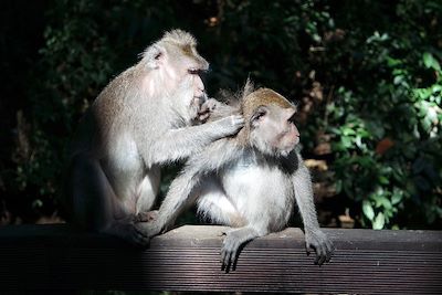 © Emilie Curt - Forêt des singes - Ubud - Indonésie Forêt des singes - Ubud - Indonésie