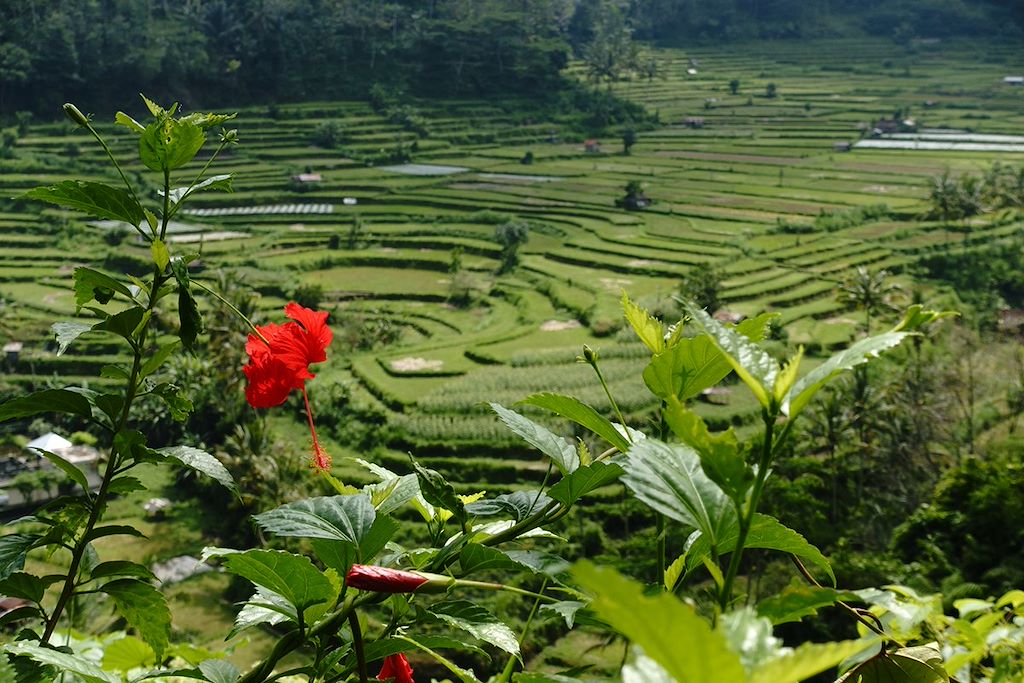 Image Bali à vélo - Indonésie à vélo