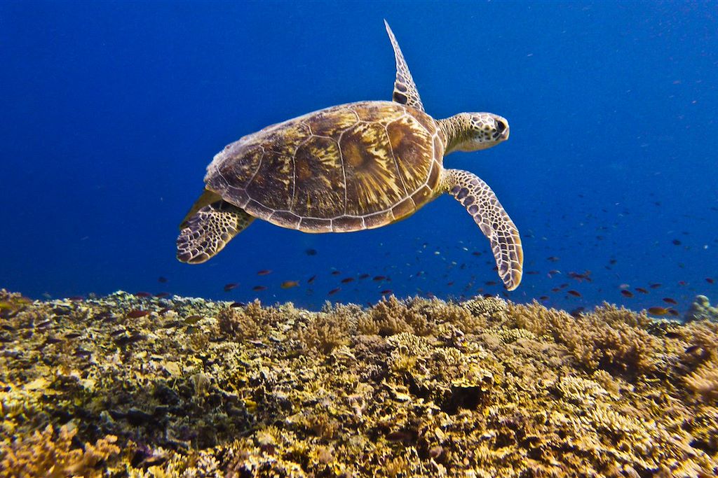 Image Croisière Bali - Randonnée Ubud - Volcan Batur - Dragons De Komodo - Snorkeling îles