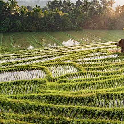 Découverte Indonésie Bali