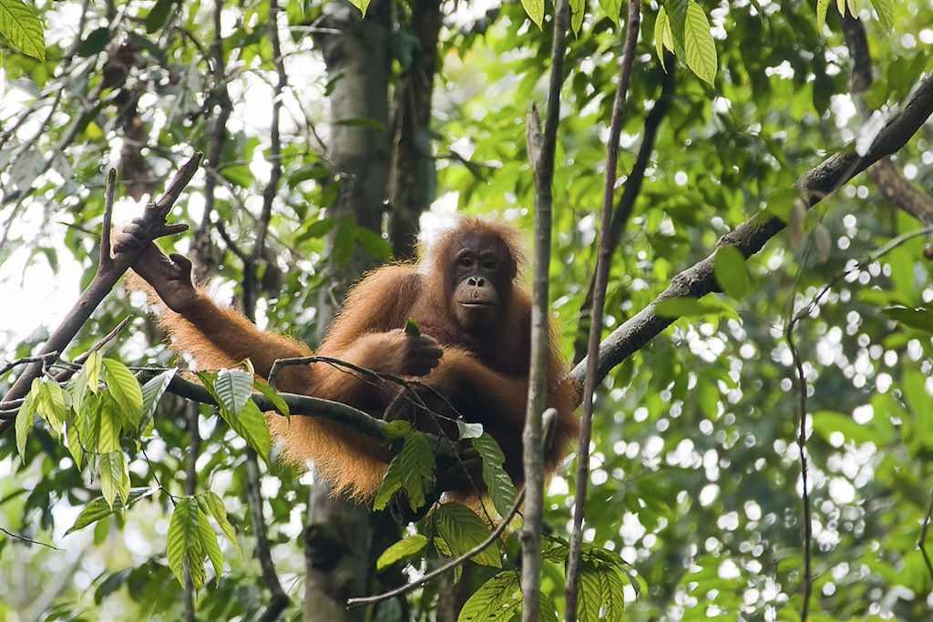 Image Orangs Outans Gunung Leuser - Randonnée Jungle Bukit Lawang - Nuit Chez L'Habitant Siberut