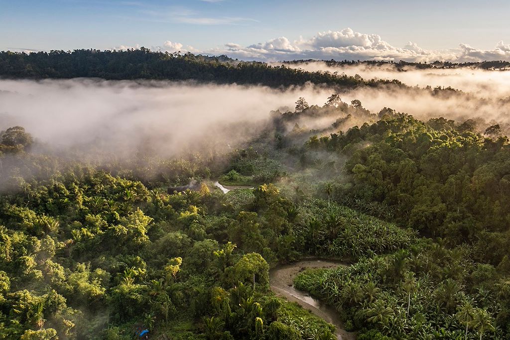 Image Orangs Outans Gunung Leuser - Randonnée Jungle Bukit Lawang - Nuit Chez L'Habitant Siberut