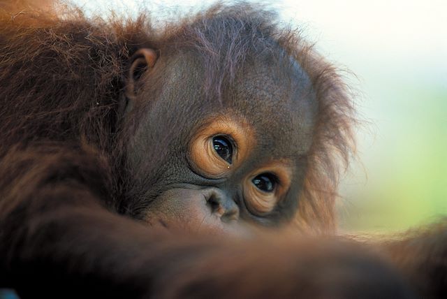 Voyage Peuple Mentawai et jungle de Sumatra