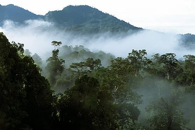 National du Gunung Mulu - Borneo - Sarawak - Malaisie